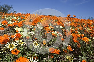 Orange daisies under blue sky