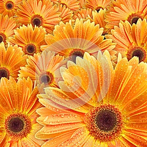 Orange daisies with water drop