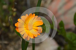 orange, flower, insect, daisy, summer, sun