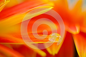 Orange daisy colors refraction on water drops