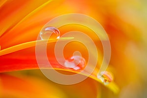 Orange daisy colors in a water drop