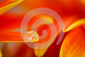 Orange daisy colors in a water drop