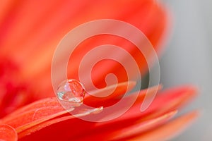 Orange daisy colors in water drops (1)