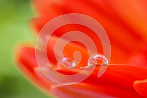 Orange daisy colors in water drops (2)