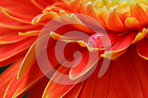 Orange daisy colors in water drops (5)