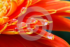 Orange daisy colors in water drops (6)