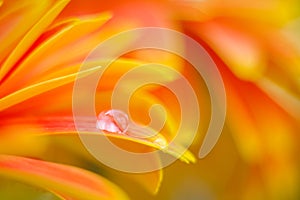 Orange daisy colors in water drops21