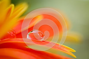 Orange daisy colors in water drops22