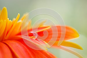 Orange daisy colors in water drops23