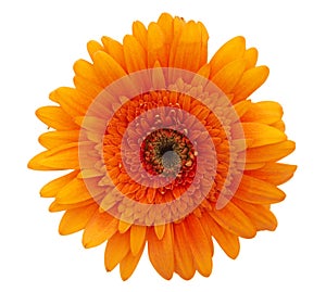Orange daisy flower