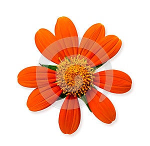 Orange daisy flower