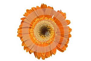 Orange daisy flower