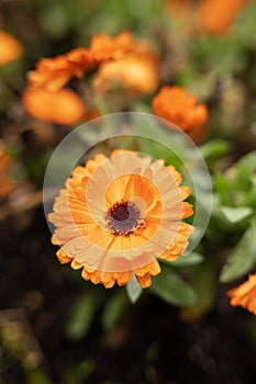 Orange daisy flower on brown and green background