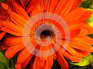 Orange Daisy Flower Closeup