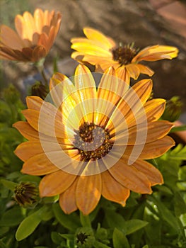 ORANGE DAISY FLOWER DETAILL