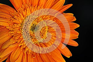 Orange Daisy Flower Gerbera With Water Drops