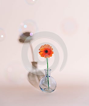 Orange daisy flower in a vase on trendy background.