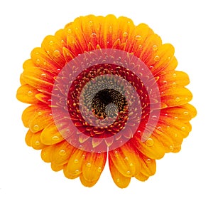 Orange daisy flower with waterdrops