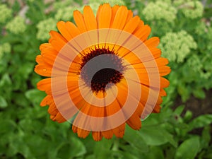 Orange daisy flower with waterdrops