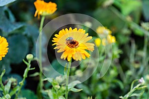 Orange daisy with fly on top