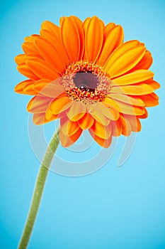 Orange Daisy Gerbera Flower on blue