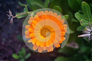 Orange Daisy Macro Flower in Winter