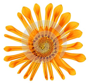 Orange Daisy Marguerite unfolds and blooms, isolated on white background, including clipping path