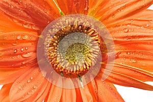 Orange daisy with rain drops