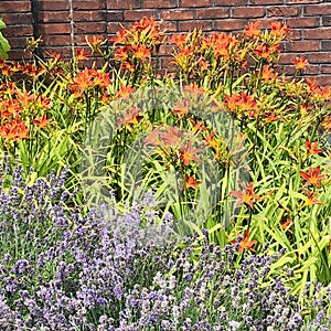 Orange Dalias and Lavender in Bloom photo