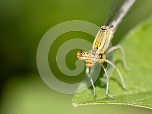 Orange damselfly on a leaf