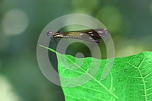 Orange Damselfy/Dragon Fly/Zygoptera sitting in the edge of bamboo stem with green bokeh background