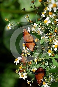 Orange Danaus Gilippus Queen Butterflies