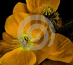 Orange dark yellow iceland poppy blossom macro portrait