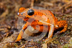 Orange dart frog