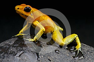 Orange dart frog / Phyllobates terribilis