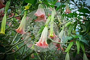 Orange Datura flowers or Angels trumpets.