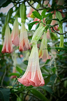 Orange Datura flowers or Angels trumpets.