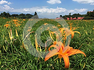 Orange day lilies