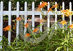 Orange day lilies against a white picket fence