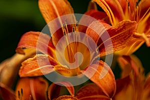 Orange Day Lilies