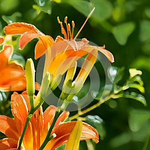 Orange Day Lilies Blooming in Garden