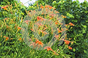 Orange day lilies