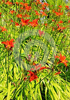 Orange Day lilies