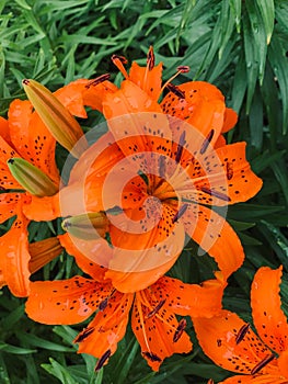 Orange day Lilies in the garden