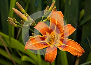 Orange day Lilies in the garden. Close up