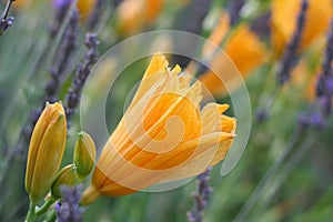 Orange Day Lilies in Lavender Field of Lavender