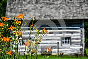 Orange Day Lilies by Log Cabin