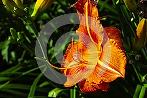 Orange day-lily