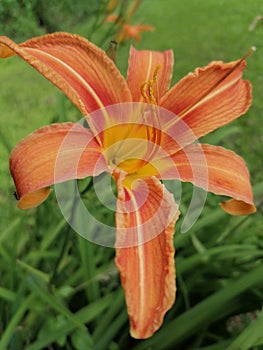 Orange Day Lily blossom flower with green background