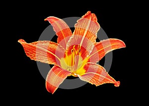 Orange day lily flower black background isolated close up, red and yellow petals lilly, bright beautiful hippeastrum macro